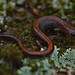 Southern Red-Back Salamander (Plethodon serratus)