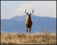 November 10, 2022 - Mule deer bounding ahead. (Bill Hutchinson)