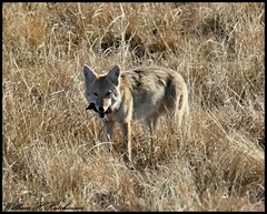 November 10, 2022 - Coyote with a meal. (Bill Hutchinson)