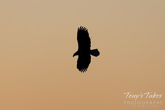 November 13, 2022 - A bald eagle on the hunt before sunrise. (Tony's Takes)