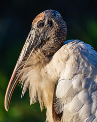Wood Stork - Everglades National Park