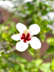 Hibiscus in St. George Bermuda