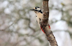 Woodpecker and thin
