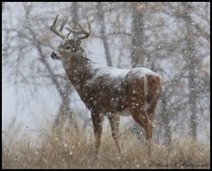 November 17, 2022 - Deer buck in the snow. (Bill Hutchinson)