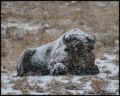 November 17, 2022 - Bison bull rests in the snow. (Bill Hutchinson)