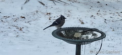 November 17, 2022 - Blue jay getting some water. (David Canfield)
