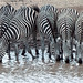 Grants Zebra, Tsavo West National Park, Kenya