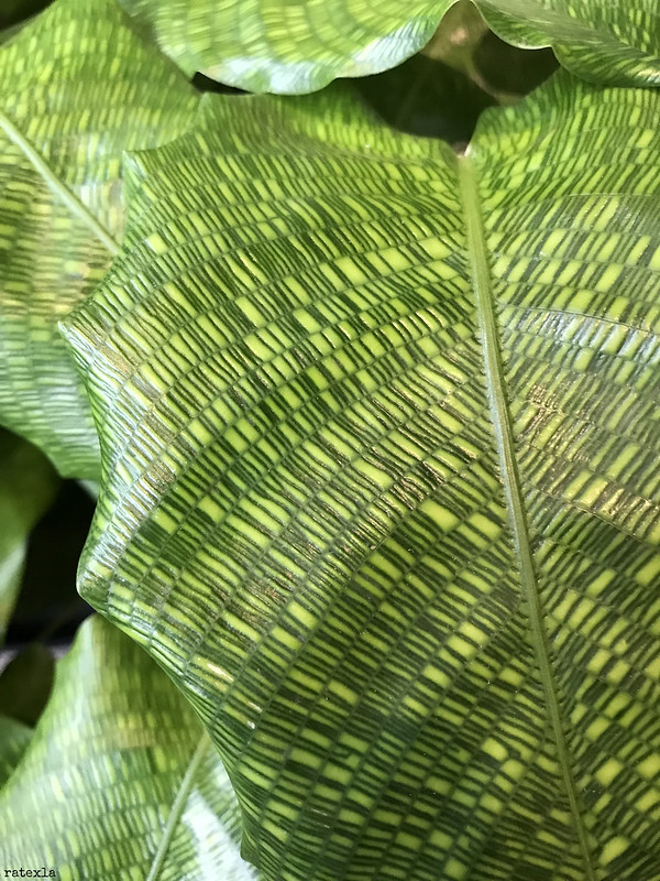 20220521_i04 Cool mosaic-patterned leaf of Calathea bella spotted in a flowershop in Oslo, Norway<br/>© <a href="https://flickr.com/people/72616463@N00" target="_blank" rel="nofollow">72616463@N00</a> (<a href="https://flickr.com/photo.gne?id=52509711756" target="_blank" rel="nofollow">Flickr</a>)