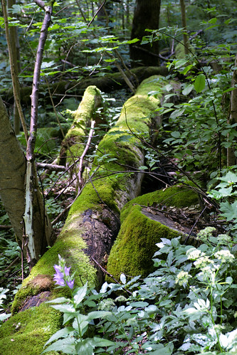 Mossy log, Sigulda