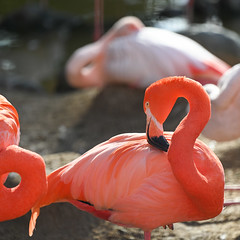 Flamingo (Explored)
