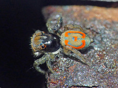 Peacock spider Maratus pavonis