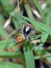 Peacock spider Maratus pavonis