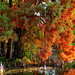 Cincinnati - Spring Grove Cemetery & Arboretum "Geyser Lake - Bald Cypress Tree Needles"