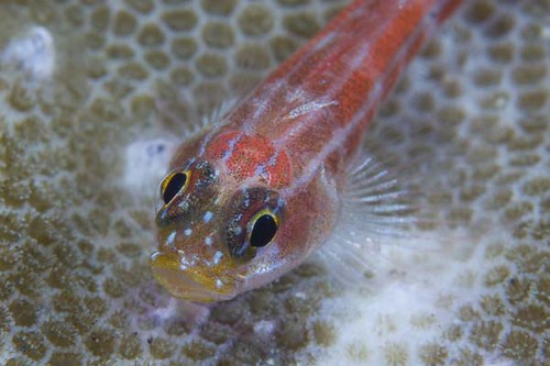 Ghost Goby on White