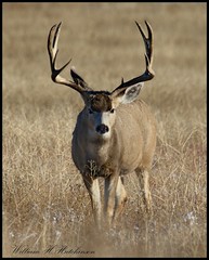 November 19, 2022 - Handsome mule deer buck. (Bill Hutchinson)