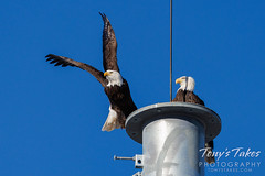 November 20, 2022 - Bald eagle action on a cell phone tower. (Tony's Takes)