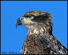 November 20, 2022 - Young bald eagle standing watch. (Bill Hutchinson)