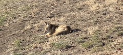November 21, 2022 - Lazy day coyote in Broomfield. (Bill Hutchinson)