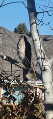 November 21, 2022 - Cool Cooper's hawk staking out a backyard. (David Canfield)