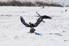 November 19, 2022 - Young bald eagles battle in Adams County. (Tony's Takes)