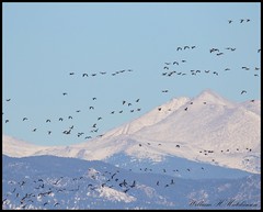 November 20, 2022 - Geese on the move in front of the Rockies. (Bill Hutchinson)
