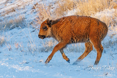 Bison calf arrives just in time for winter