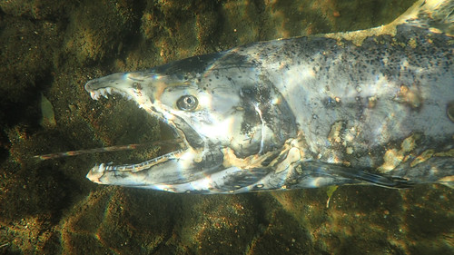 Salmon Carcass Underwater