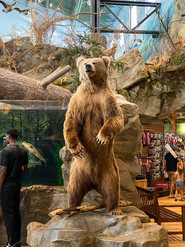 A bear at Bass Pro Shop Outdoor World in Opry Mills Mall