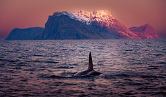 Orca in Skjervøy,Norway.