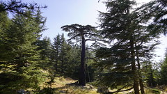 Cedars Of God