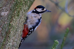 Great Spotted Woodpecker (Dendrocopos major) ♂