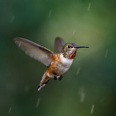 Flying in the Rain