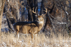 White-tailed deer buck strikes a pose in the early morning sun