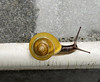 Bergen snail