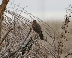 November 24, 2022 - Northern harrier hanging out. (Bill Hutchinson)