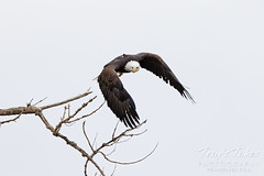 November 24, 2022 - Bald eagle takes flight. (Tony's Takes)