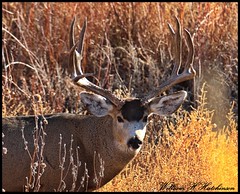 November 28, 2022 - Mule deer buck. (Bill Hutchinson)