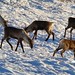 Fortymile caribou group in winter