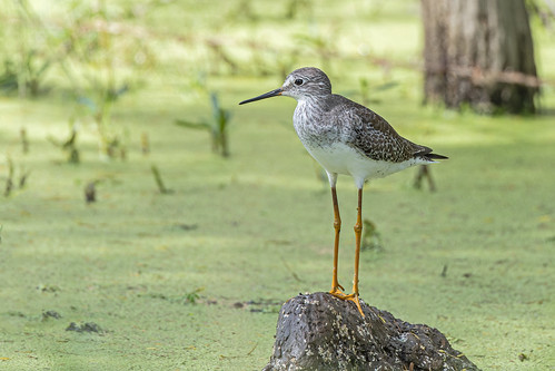 Lesser Yellowlegs - Sitionuevo, Magdalena, Colombia