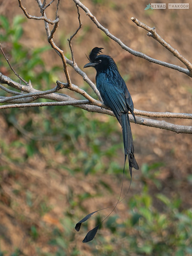 Greater Racket-tailed Drongo • <a style="font-size:0.8em;" href="http://www.flickr.com/photos/59465790@N04/52540350519/" target="_blank">View on Flickr</a>