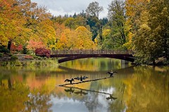 Cormorants Bridge Autumn 5778 B