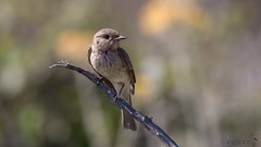 Grauschnäpper - Spotted flycatcher