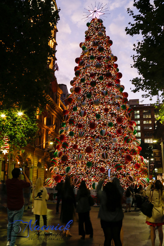 Martin Place Christmas Tree<br/>© <a href="https://flickr.com/people/97583370@N00" target="_blank" rel="nofollow">97583370@N00</a> (<a href="https://flickr.com/photo.gne?id=52544222085" target="_blank" rel="nofollow">Flickr</a>)