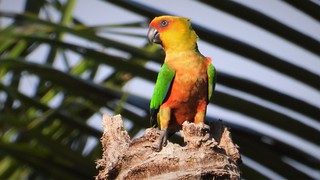 Jandaya Parakeet - free bird