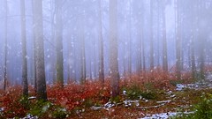 Farben im Nebelwald