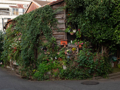a house protected by plants