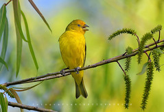 - JILGUERO DORADO ... (Sicalis flaveola -Saffron Yellow-Finch) TOMA EN RESERVA ECOLOGICA COSTANERA SUR -RECS.  BUENOS AIRES -ARGENTINA .