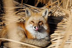 Red fox licks its chops