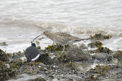 Curlew Louth