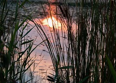 Reeds and Reflection
